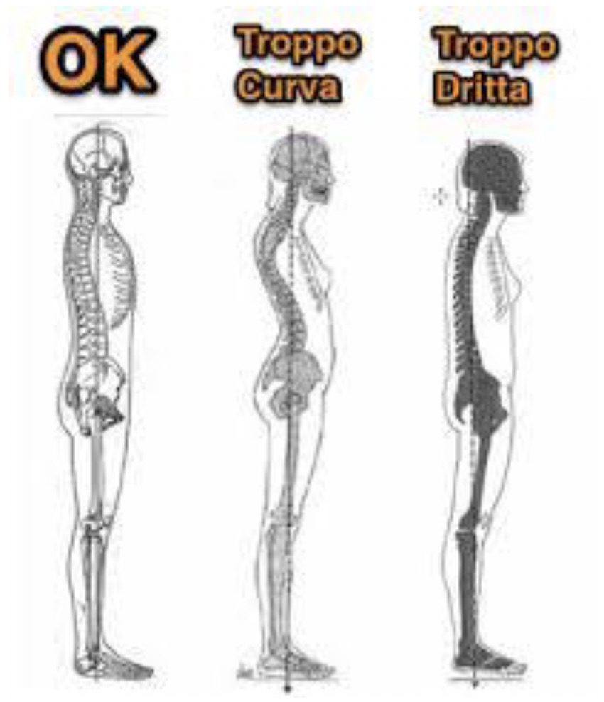 Colonna Vertebrale Posizione corretta